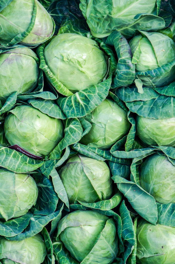 Jeunes pousses vertes fraîches cultivées en pleine terre